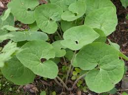 Image result for Wild Ginger